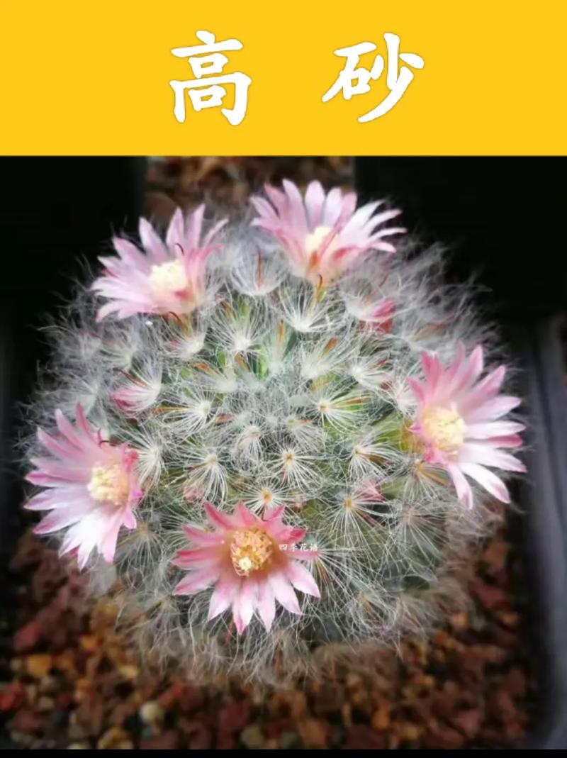 1.这是什么仙人球,听说有很多品种?2.各个季节多久浇一次水?3.怎么浇...