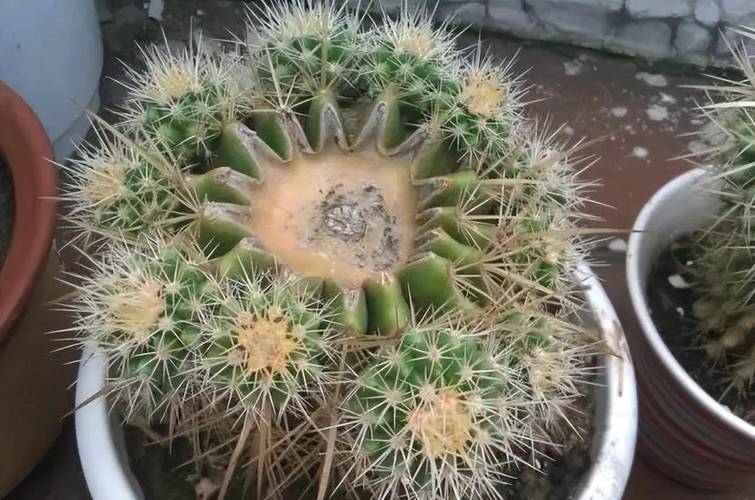 金琥球怎么换盆