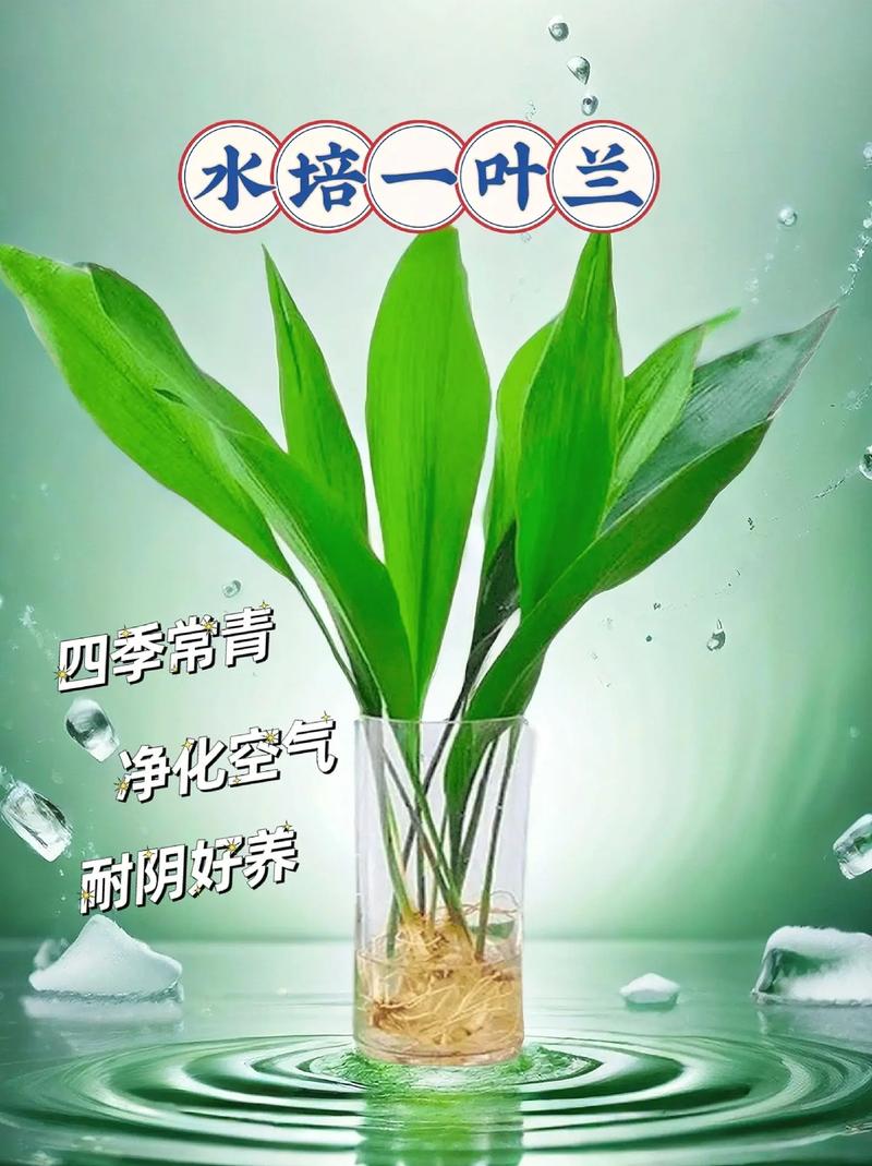 一叶兰的寓意和象征