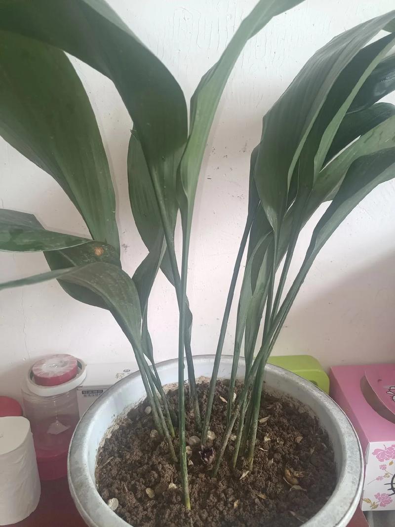 一叶兰开花预示着什么意思