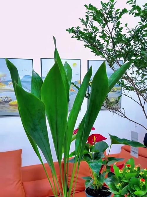 一叶兰开花预示着什么(有关一叶兰的寓意和象征)