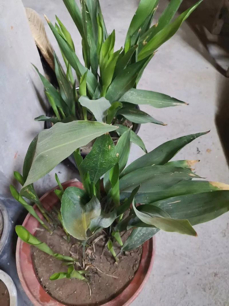 一叶兰开花预示着什么(一叶兰开花吗)