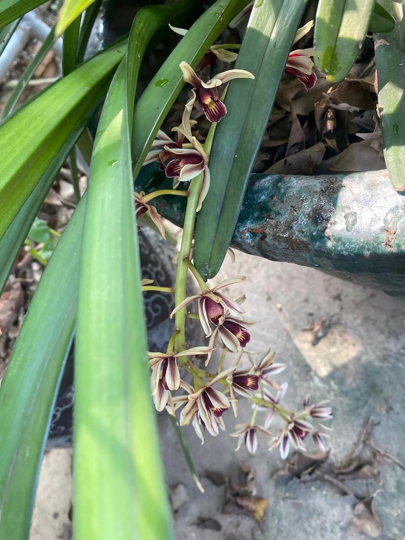 叶兰开花意味着什么?