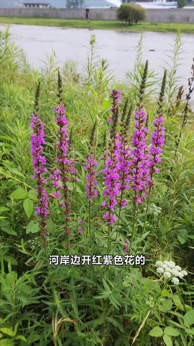 千屈菜的花语是什么?代表着什么?