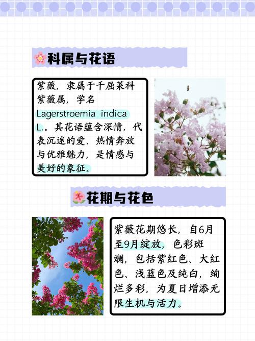 千屈菜的花语和传说,象征着湖畔迷路的孩子/孤独