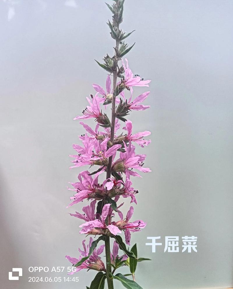 千屈菜花语_千屈菜的花语和寓意