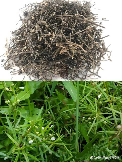 白花蛇舌草副作用