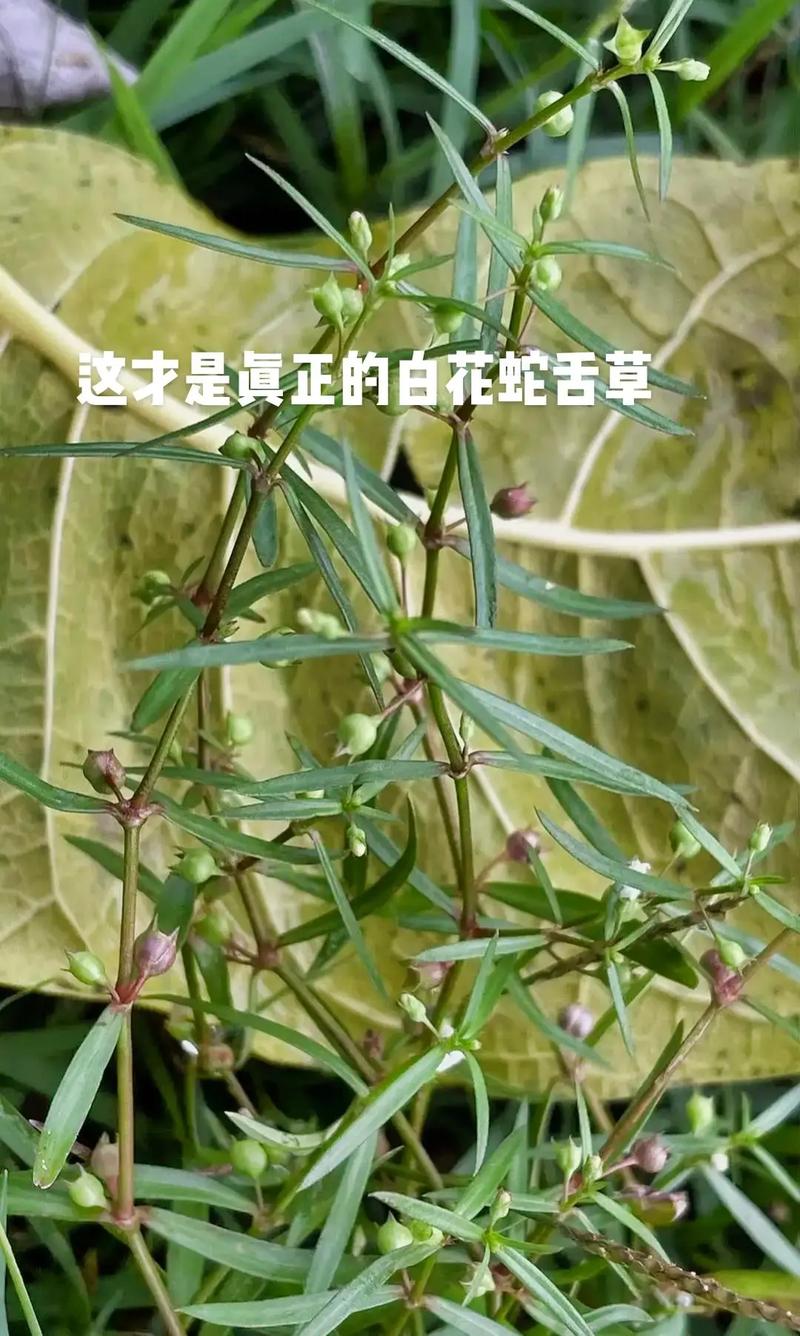 白花蛇舌草的传说