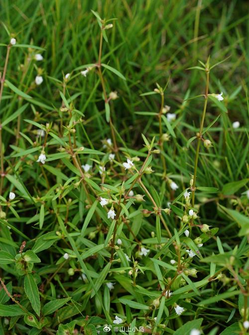 白花蛇舌白花蛇舌——传说故事