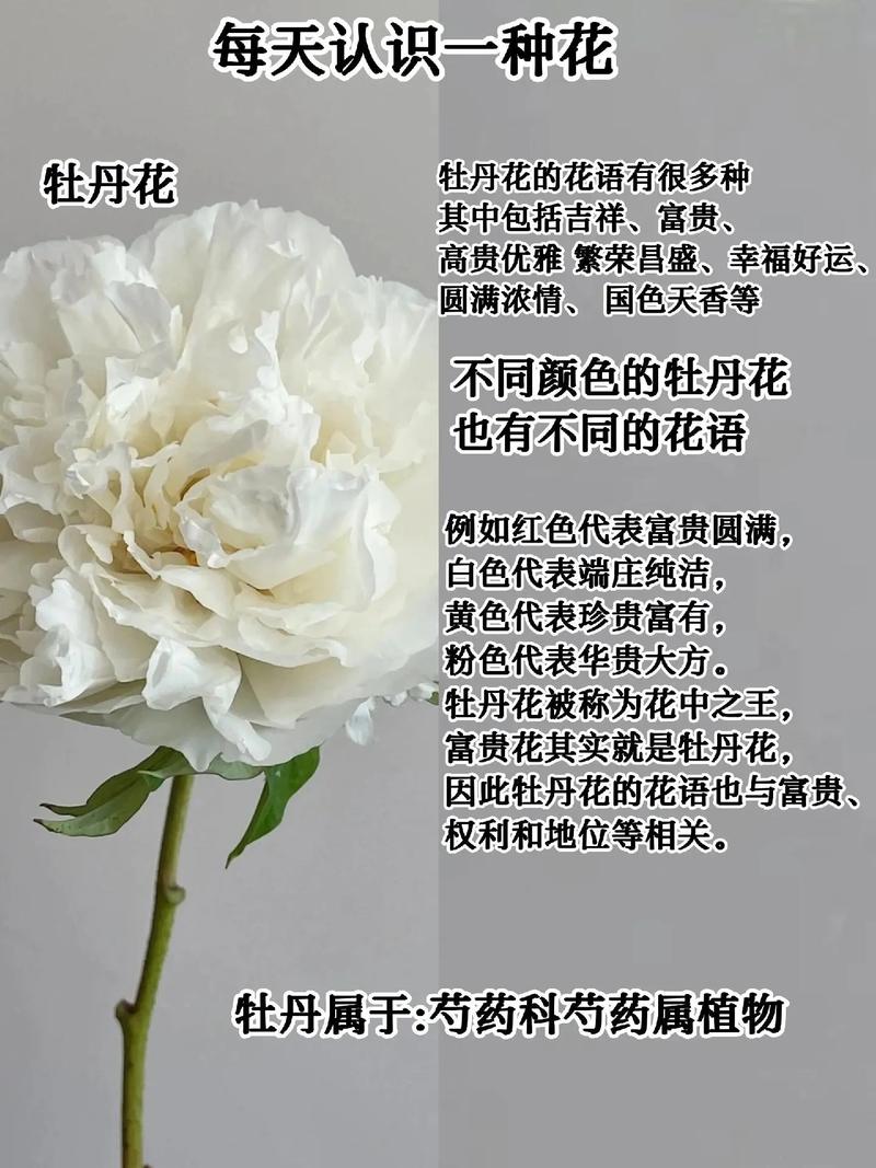 家里牡丹为什么不开花，家里牡丹为什么不开花的原因？