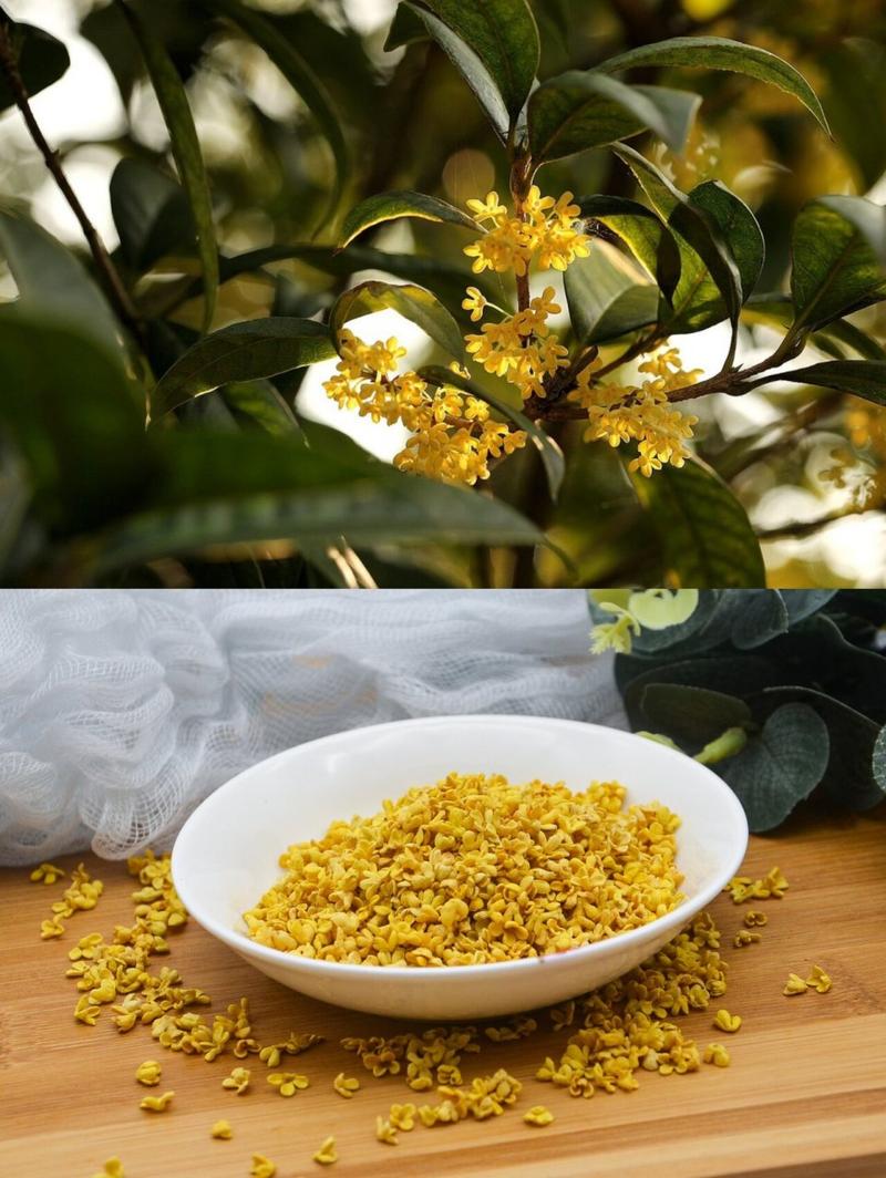 临汾的市花是什么啊