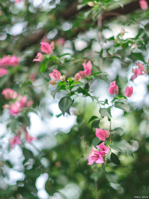 临汾市的市花和市树是什么