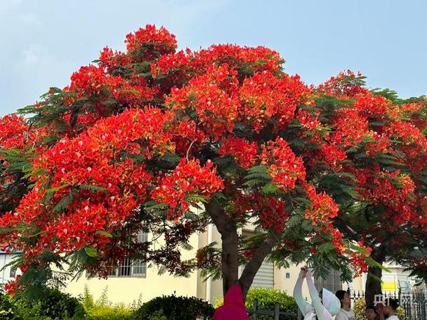 运城适合养什么花,市花和市树是什么