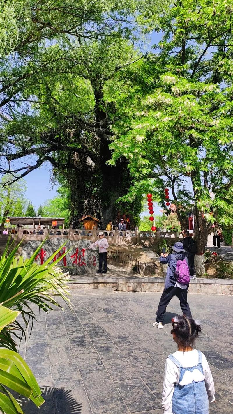 临汾的市树是什么树?