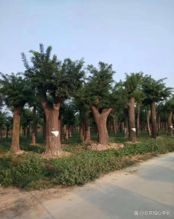 临汾市的市树、市花各是什么?