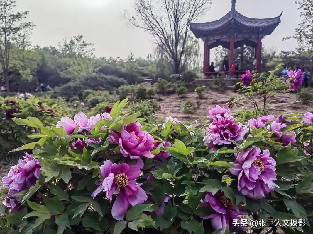 临汾适合养什么花
