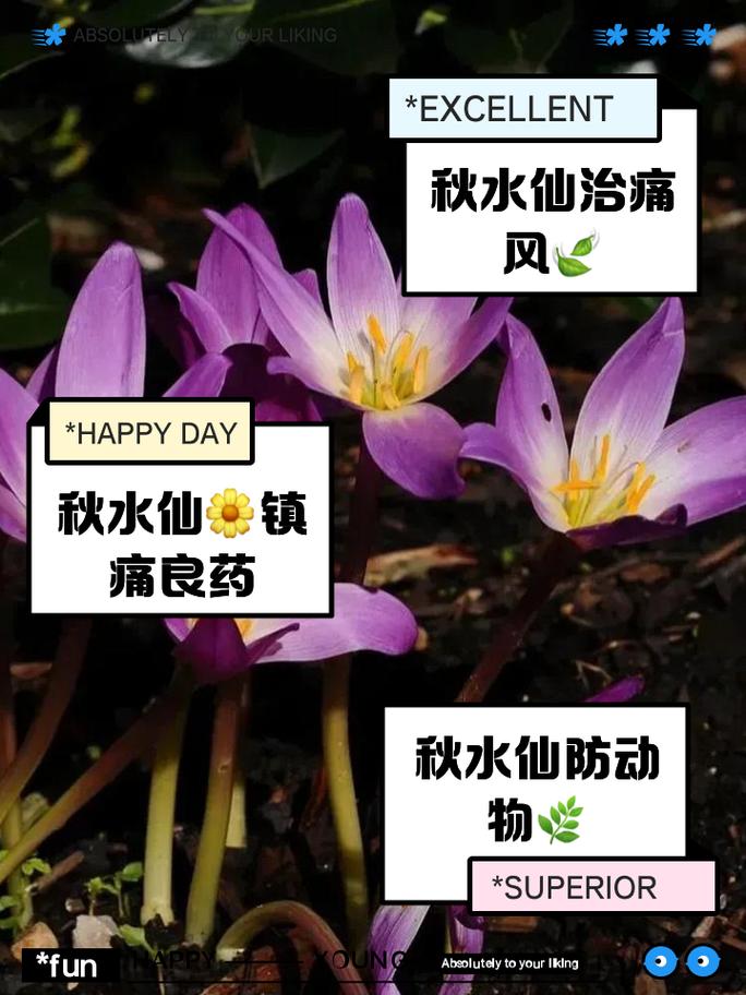 什么是秋水仙呢?秋水仙有什么作用呢?你能讲一下吗?