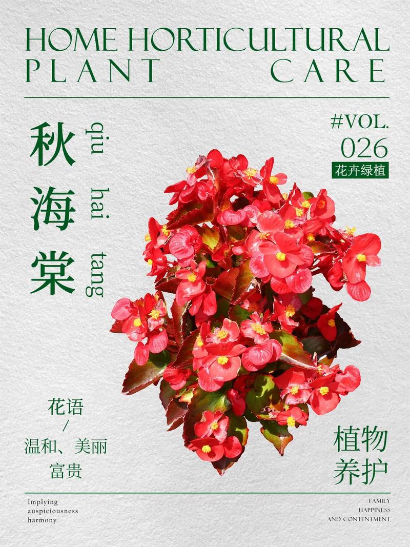 丽格海棠叶子发黄怎么办