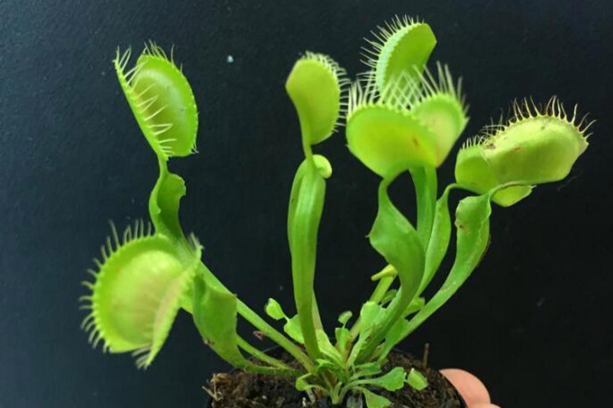 吃苍蝇的植物