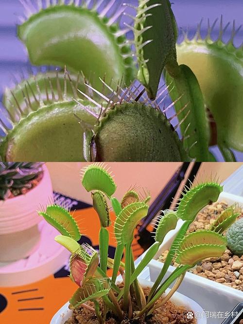 吃苍蝇的植物有?
