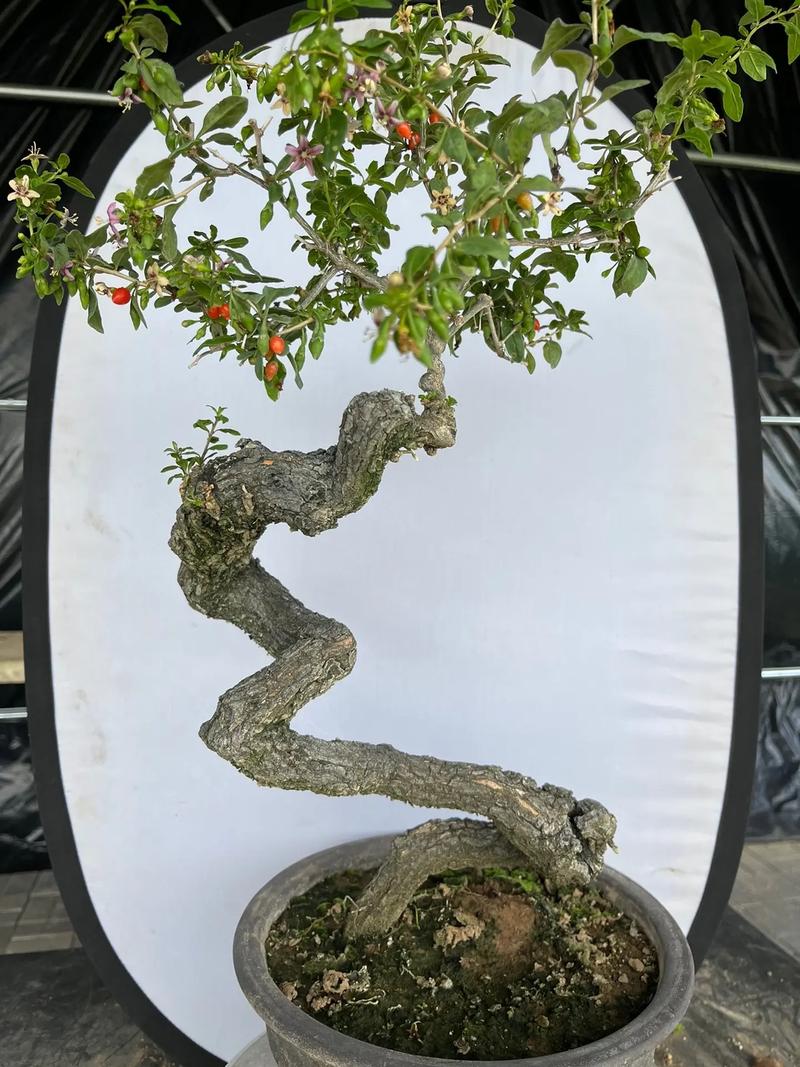 枸杞树能活多少年