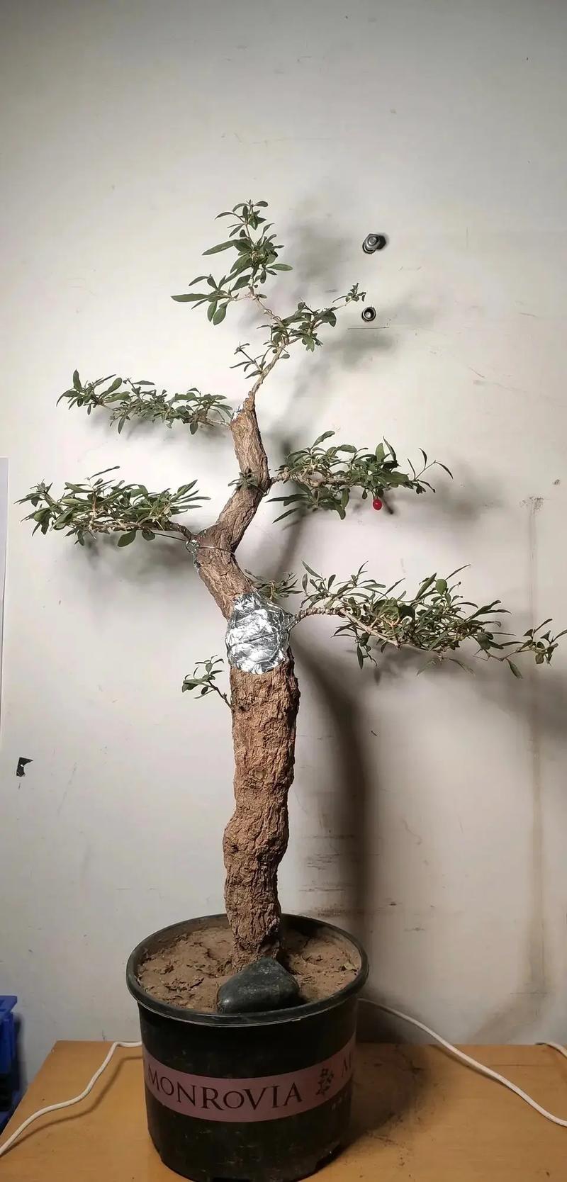 如何盆栽种植枸杞