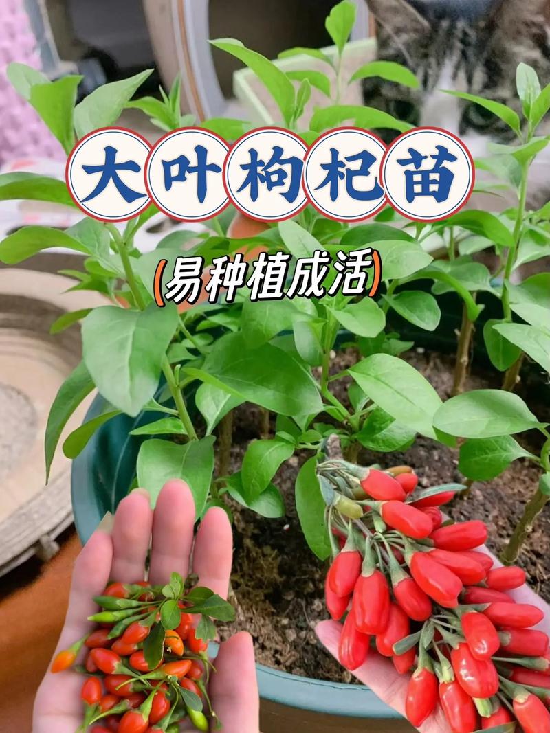 枸杞树什么时候移栽比较好,什么时候栽易活