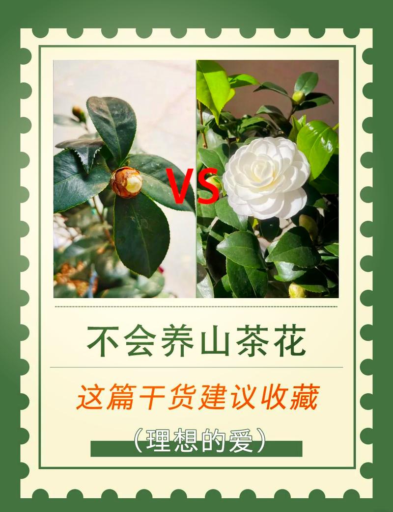 初秋如何养护山茶花