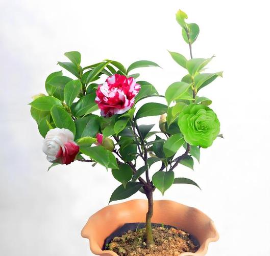 山茶花秋天怎么养