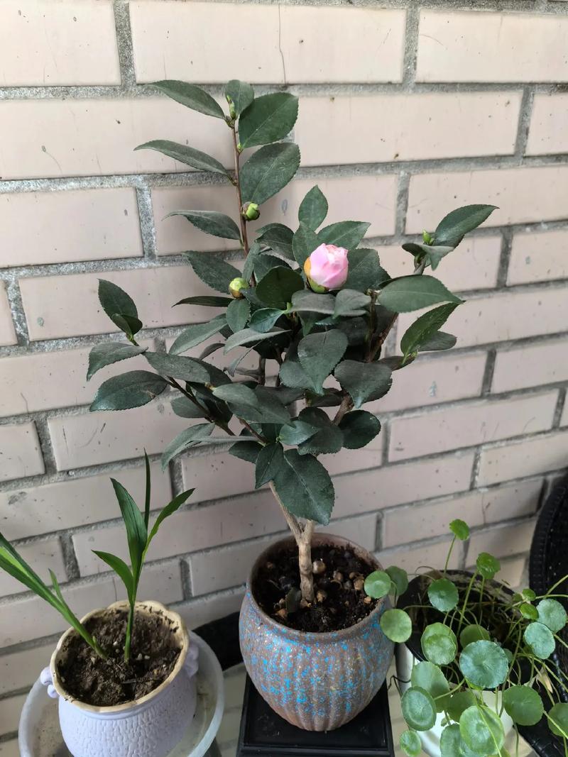 山茶花在秋末冬初该怎么养?