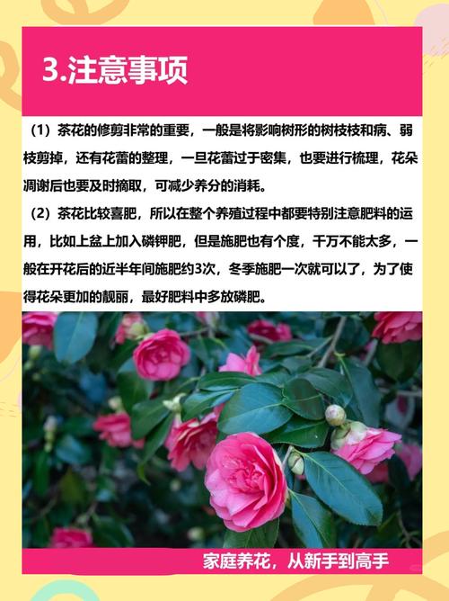 秋天如何养山茶花?