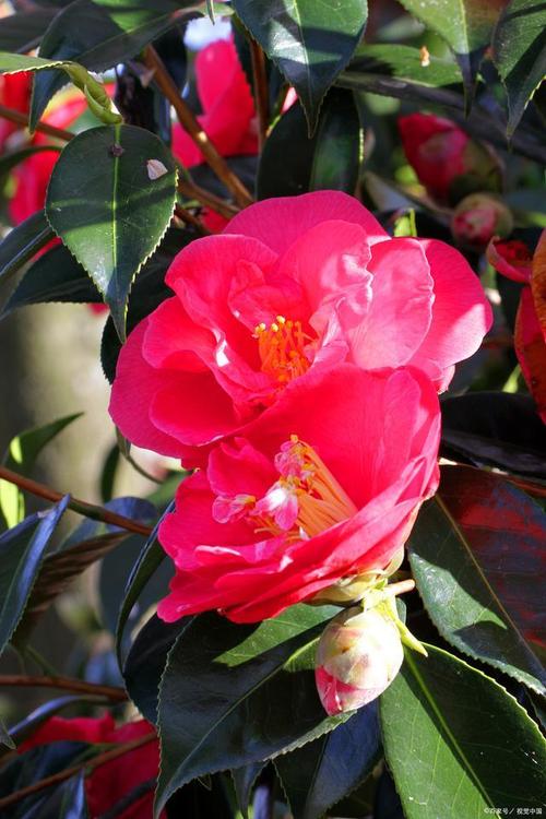 入秋后如何养茶花花苞冒不停
