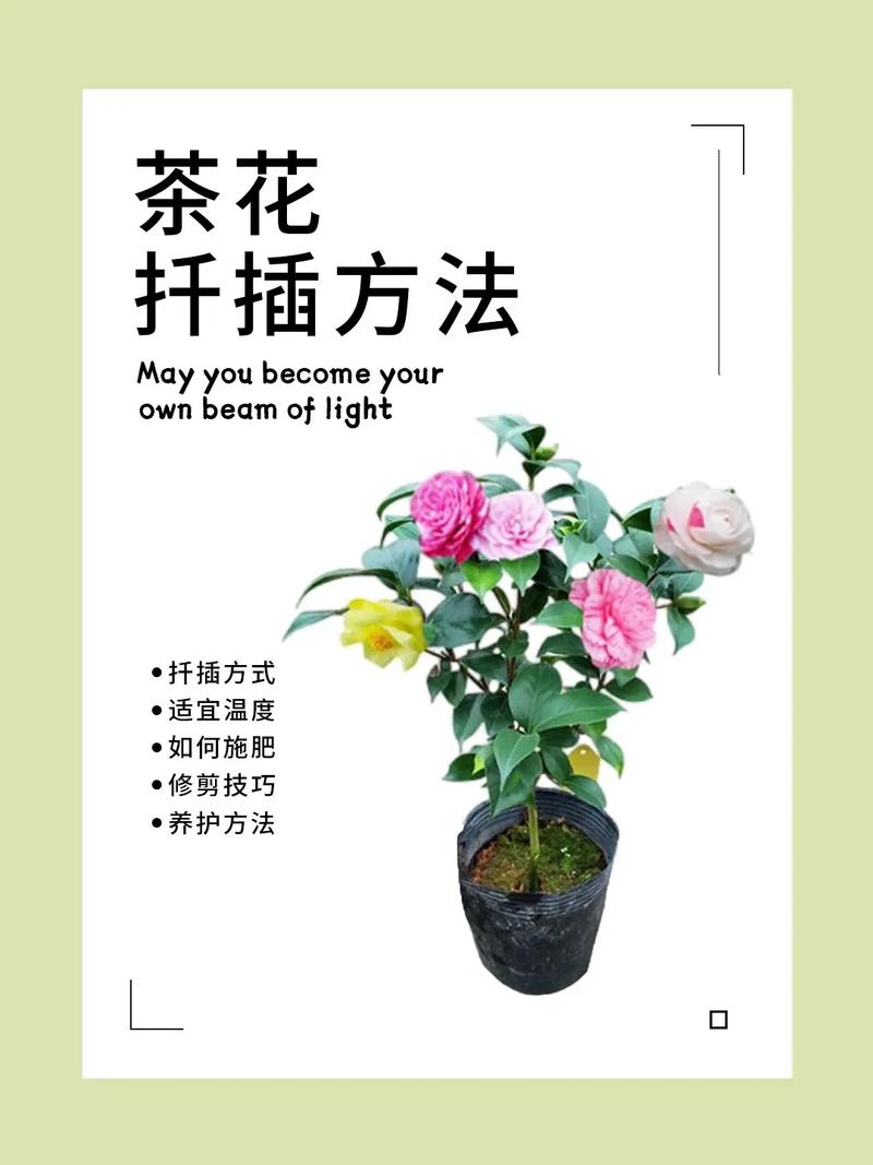 茶花孕蕾期长,秋季怎样养护才能在花期多开花,花朵又大又香呢?_百度知...