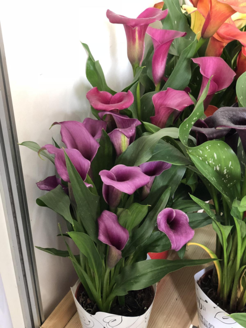 马蹄莲生虫了怎么办