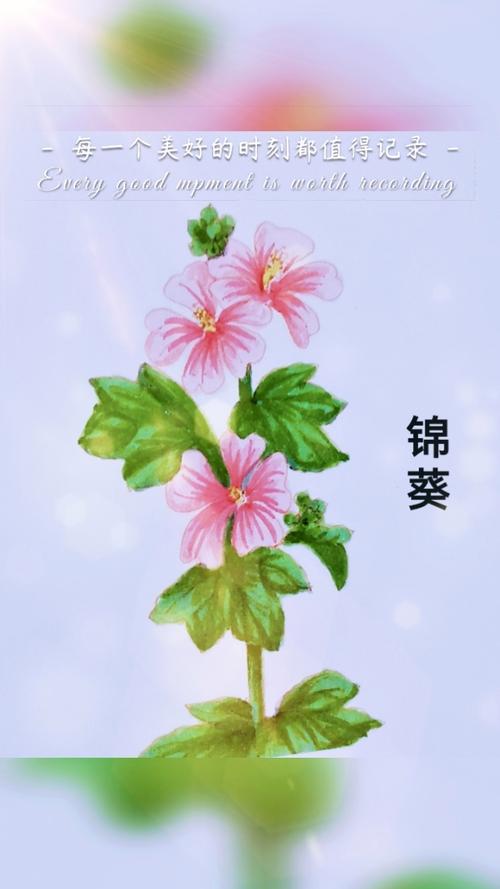 锦葵花语什么