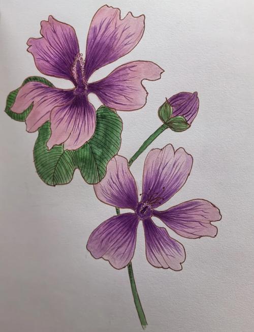 锦葵的花语和象征意义