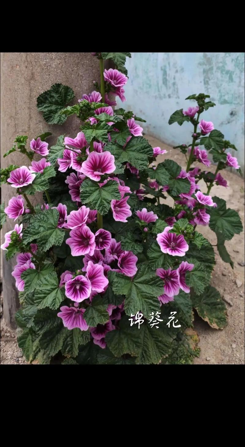 锦葵的花语和寓意