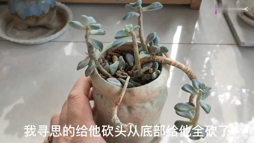 多肉砍头后多久才能拍爆头?