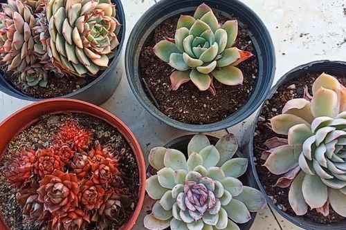多肉烂根,砍头了,昨晚晾到现在,可以种上了吗?