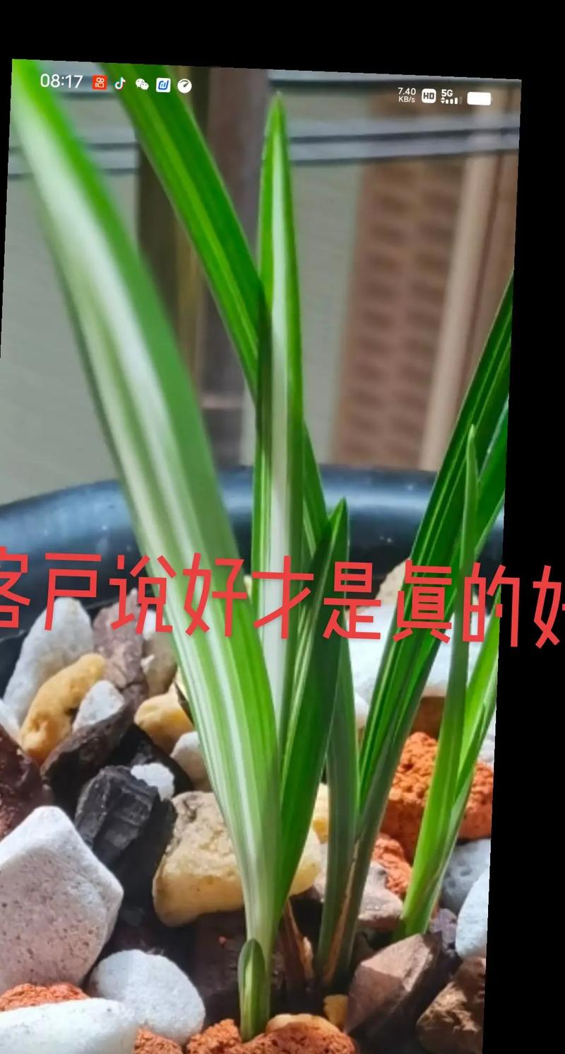 黄兰怎么养及其饲养方法