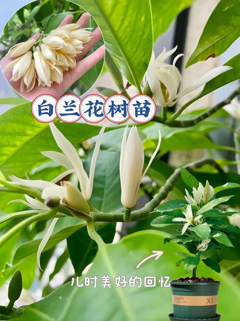 黄玉兰的养殖方法(养黄玉兰的注意事项)