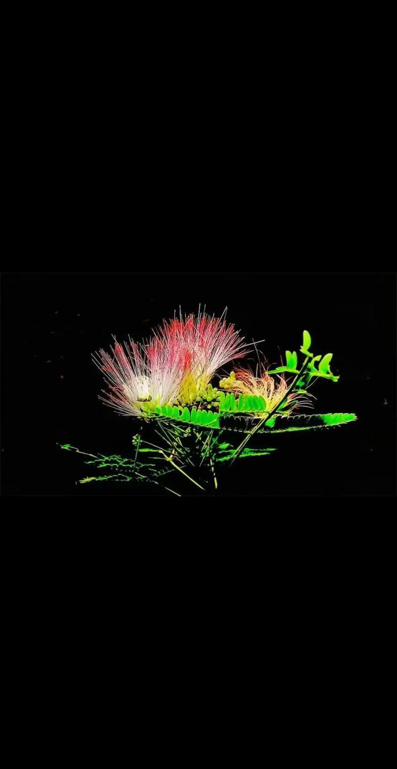 夜合花的花语及传说