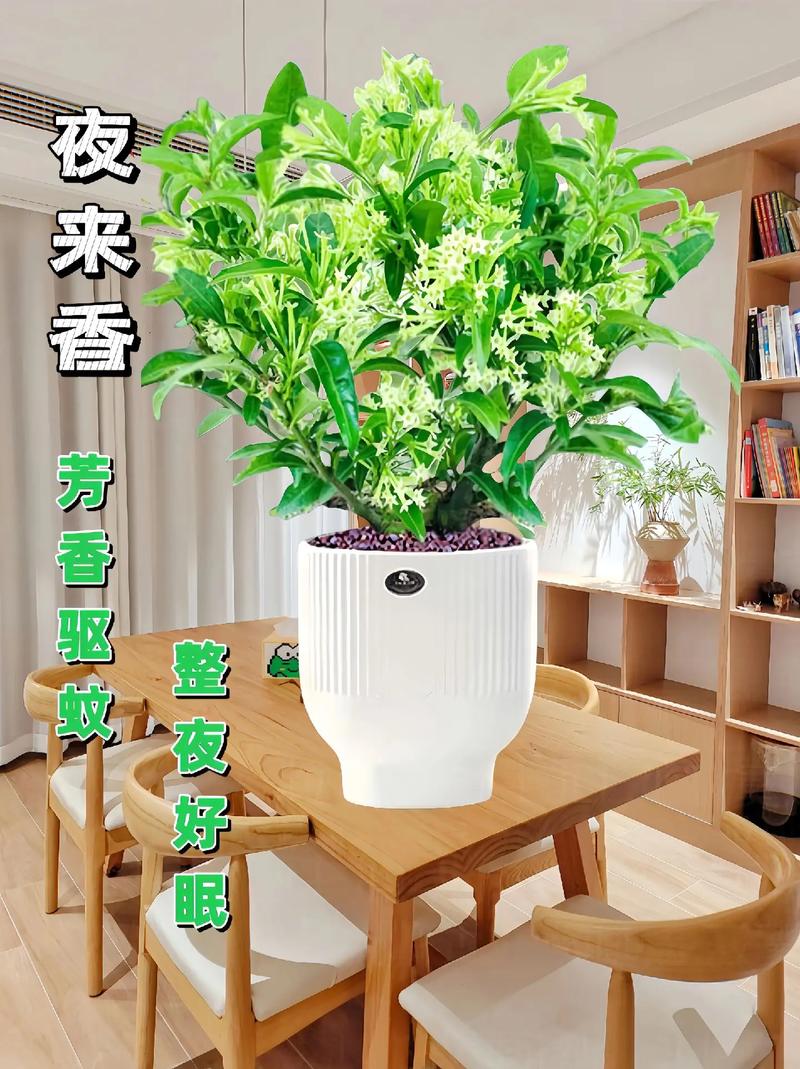 花语与夜来香的传说