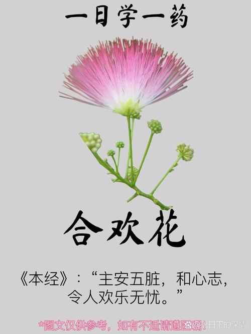 夜合花花语