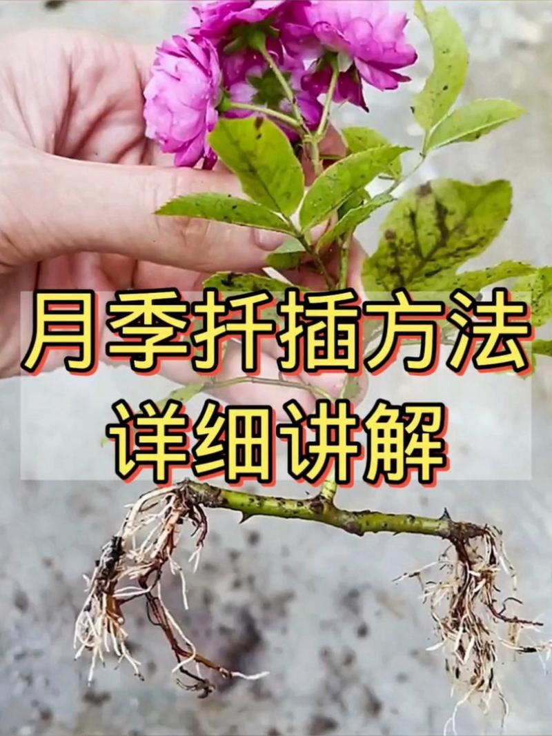 月季花扦插时间和方法
