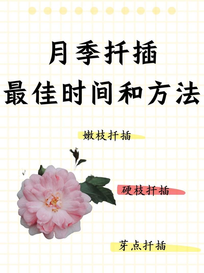 月季花的扦插时间和方法是怎样的?