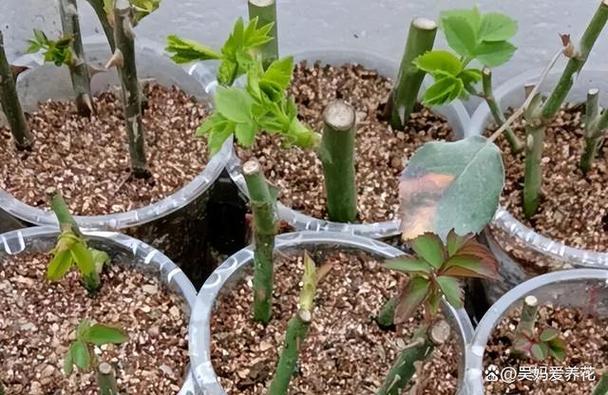 月季花扦插时间和方法及剪枝时间是什么?