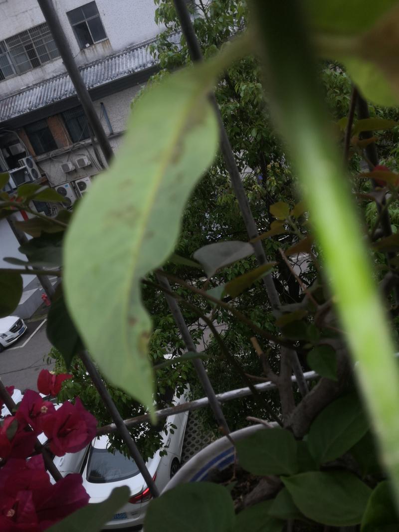 白兰花叶子有锈斑发黄掉叶子怎么办