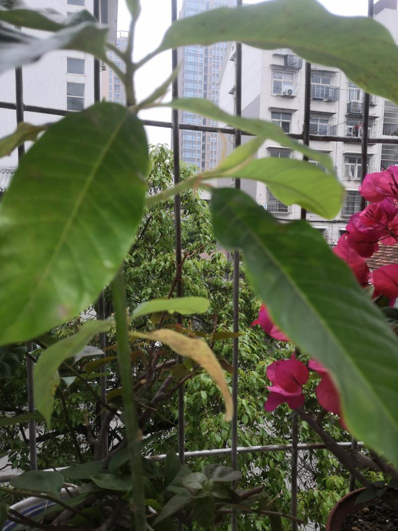白兰花叶子发黄怎么回事