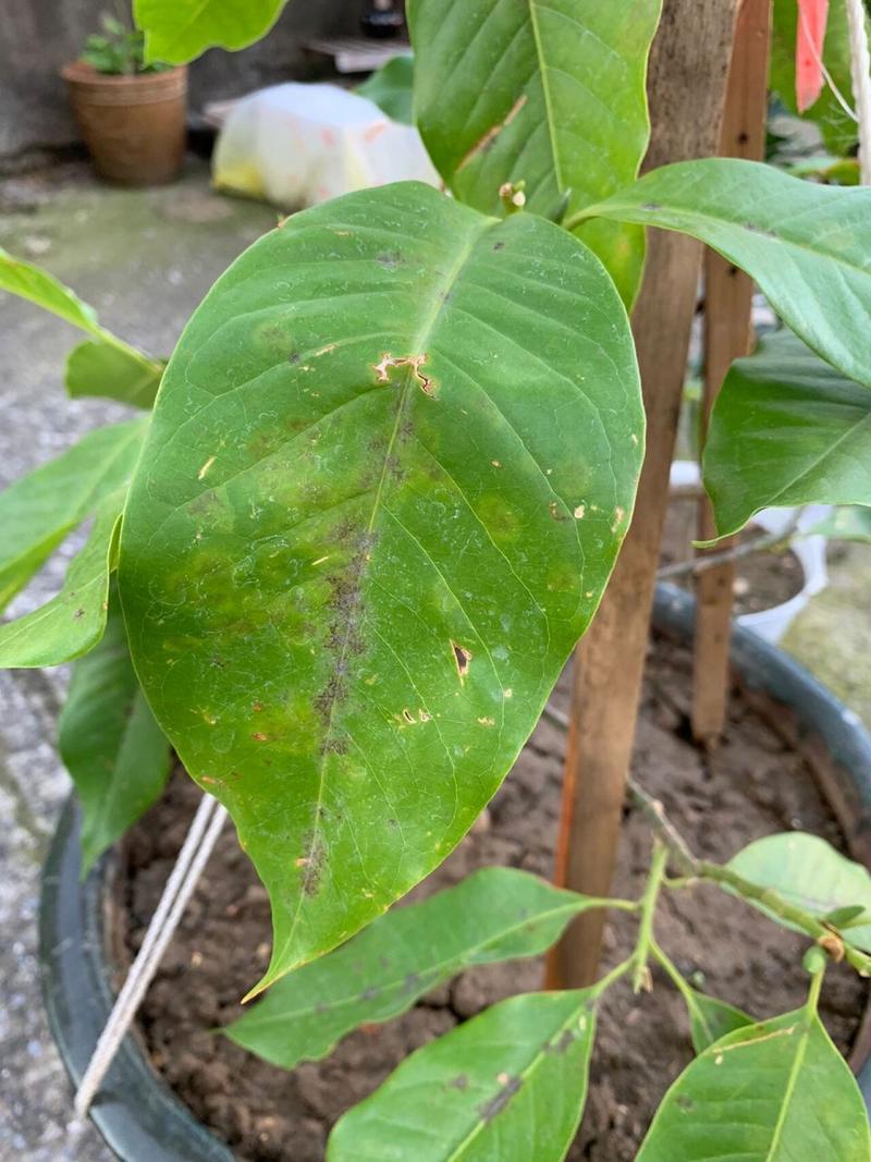 白兰花叶子发黄的原因以及解决方法